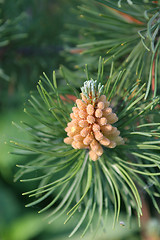 Image showing Fur Paw