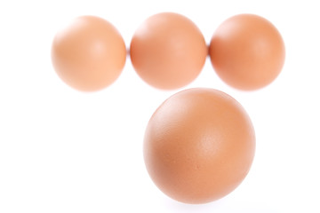 Image showing Egg, Bird