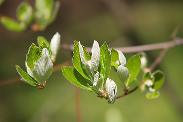 Image showing blossom of the plant