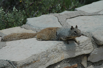 Image showing Squirrel