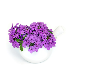 Image showing Purple Verbena Herb Flowers used in Alternative Herbal Medicine