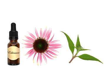 Image showing Echinacea Essence for Coughs and Cold Remedy