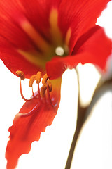 Image showing red lily on green stalk