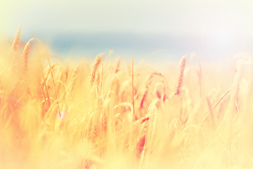 Image showing Field, nature and wheat grass in countryside for environment, ecosystem and landscape conservation. Natural background, wallpaper and plant, rye and barley growing for agriculture, farming or ecology