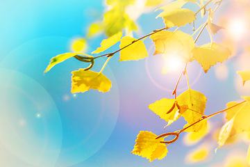 Image showing Blue sky, nature and leaves with sunshine of natural plant in bloom, blossom or sprout on the summer season. Closeup of floral bush or growth on tree in outdoor garden with lens flare on a sunny day