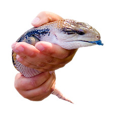 Image showing blue tongue lizard