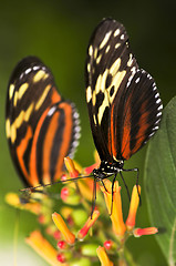 Image showing Large tiger butterflies