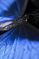 Image showing Blue Morpho butterfly closeup