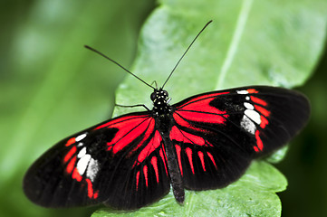 Image showing Red heliconius dora butterfly