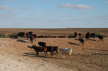 Image showing Outback cattle