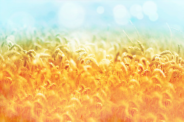 Image showing Field, nature and wheat plant in meadow for environment, ecosystem and landscape conservation. Natural background, wallpaper and grass, rye and barley growing for agriculture, farming and ecology