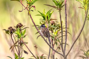 Image showing Rufous-collared sparrow or Andean sparrow (Zonotrichia capensis), Cundinamarca department. Wildlife and birdwatching in Colombia
