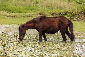 Image showing Emaciated Ethiopian horse grazes on a wetland meadow. Amhara Region, Ethiopia