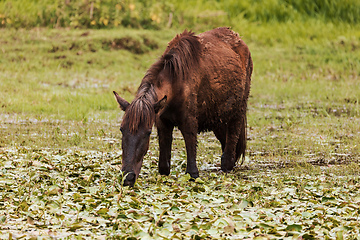 Image showing Emaciated Ethiopian horse grazes on a wetland meadow. Amhara Region, Ethiopia