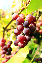 Image showing cluster of pink grapes