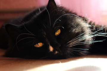 Image showing black cat lying on the floor