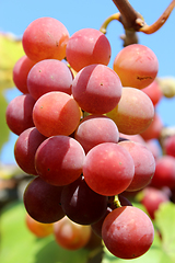 Image showing cluster of pink grapes