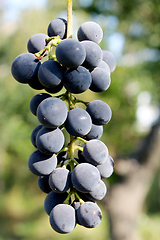 Image showing cluster of blue grapes