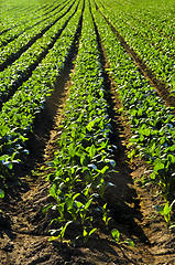 Image showing Rows of turnip plants in a field