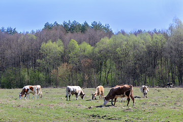 Image showing cows on the farm pasture