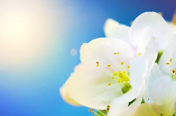 Image showing Blue sky, flower and Lilly with sunshine of natural plant in bloom, blossom or sprout on the summer season. Closeup of white petals and floral leaves in outdoor nature or garden on a sunny day