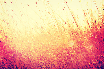 Image showing Field, nature and wheat in meadow for environment, ecosystem and landscape conservation. Natural background, wallpaper effect and grass, rye and barley growing for agriculture, farming and ecology