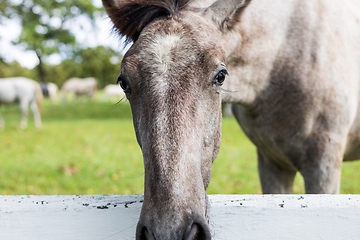 Image showing Close up of a horses snout over a white fence in grassland