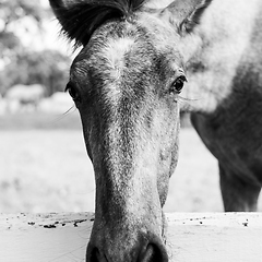 Image showing Close up of a horses snout over a white fence in grassland