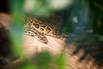 Image showing Close up of burmese python (python molurus bivittatus)