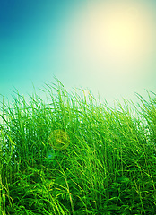 Image showing Blue sky, nature and grass in field with sunshine for environment, ecosystem and landscape. Natural background, wallpaper and plants for growth, spring and earth for agriculture, farming and ecology