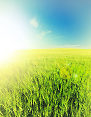 Image showing Blue sky, landscape and grass in field with sunshine for environment, ecosystem and nature. Natural background, wallpaper and plants for growth, spring and earth for agriculture, farming and ecology