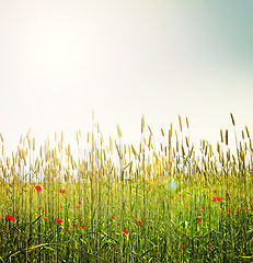 Image showing Blue sky, nature and grass in field with flowers for environment, ecosystem and landscape. Natural background, sunshine and plants for growth, spring and earth for agriculture, farming and ecology