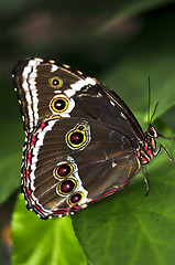 Image showing Butterfly on a plant