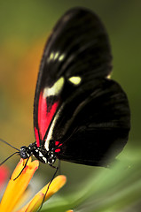 Image showing Red heliconius dora butterfly