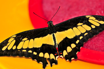 Image showing Giant swallowtail butterfly