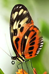 Image showing Large tiger butterfly