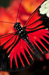 Image showing Red heliconius dora butterfly