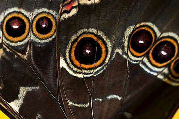 Image showing Butterfly wing