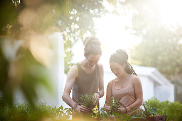 Image showing Couple, man and woman with plants in garden, harvest and sustainability of herbs for growth. Happy people, working and caring for vegetables together with smile, organic and vegan food in backyard