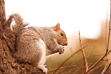 Image showing Forest, animal and squirrel closeup on tree in winter morning hungry for seed or search for food in environment. Natural, ecology and biodiversity outdoor in park or woods with wildlife in nature