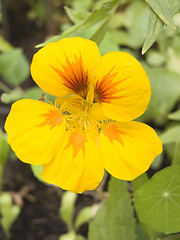 Image showing Tropaeolum