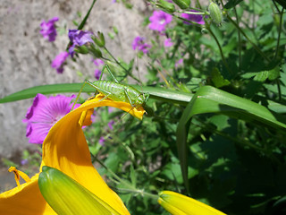 Image showing Grasshopper