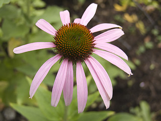 Image showing Purple Coneflower - Echinacea purpurea