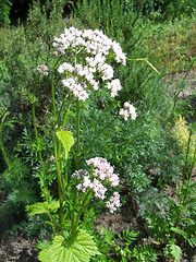 Image showing Medicinal Valerian - Valeriana officinalis