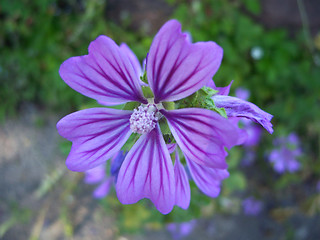 Image showing Wild Mallow