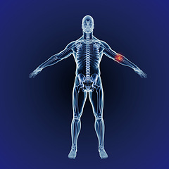 Image showing Body, skeleton and red pain in arm with graphic for xray, exam or analysis in medical overlay. 3D anatomy, radiology and elbow for illustration of injury or physiotherapy on a dark or blue background