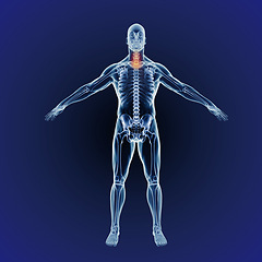 Image showing Neck pain, skeleton and red or graphic for body or xray, exam and analysis in medical overlay. 3D of human anatomy, radiology and illustration of injury or physiotherapy on a dark or blue background