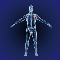 Image showing Shoulder pain, skeleton and graphic of body for xray, exam and analysis in medical overlay. 3D of human anatomy, radiology and red illustration of injury or physiotherapy on a dark or blue background