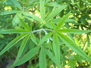 Image showing Vitex agnus castus