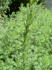 Image showing Wormwood - Artemisia absinthium